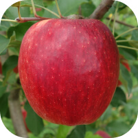 シナノドルチェ