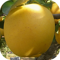 シナノゴールド