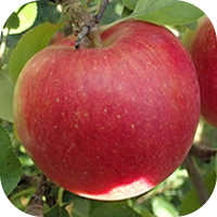 シナノスイート